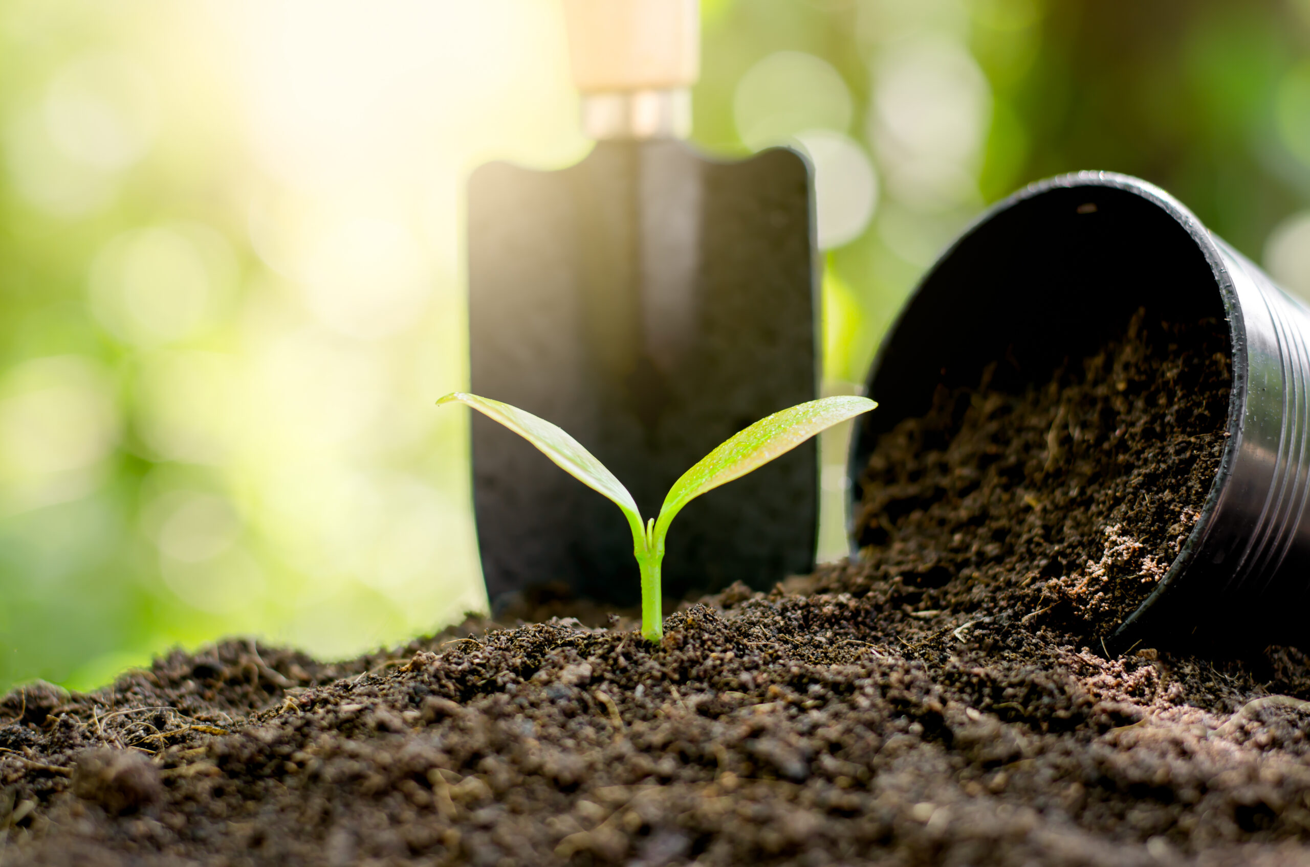 Seedlings are growing from abundant soil. There were shovels and black plastic pots placed with the morning sunlight shining.