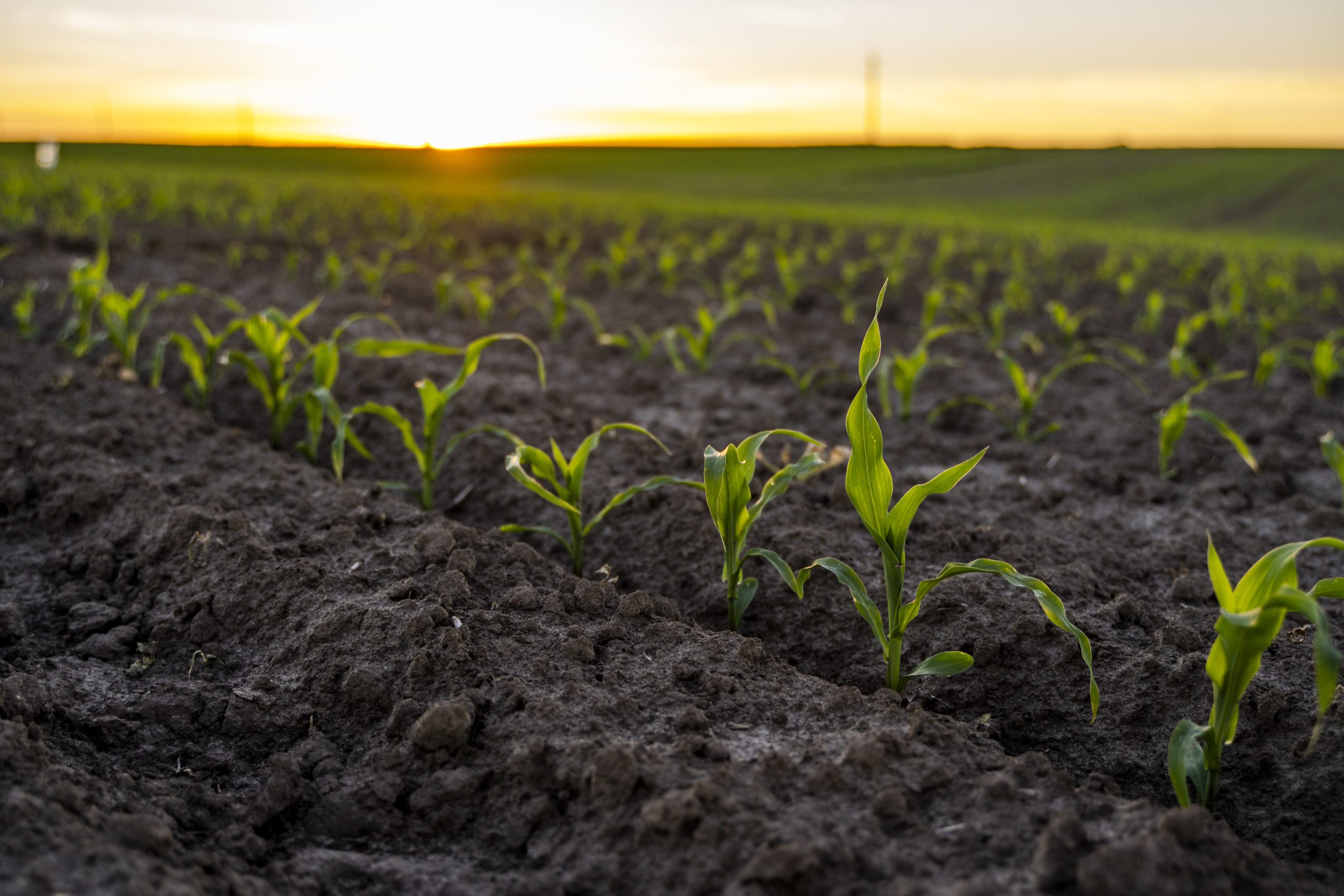 Rows of young corn plants on a fertile field with dark soil in beautiful warm sunshine. Rural landscape