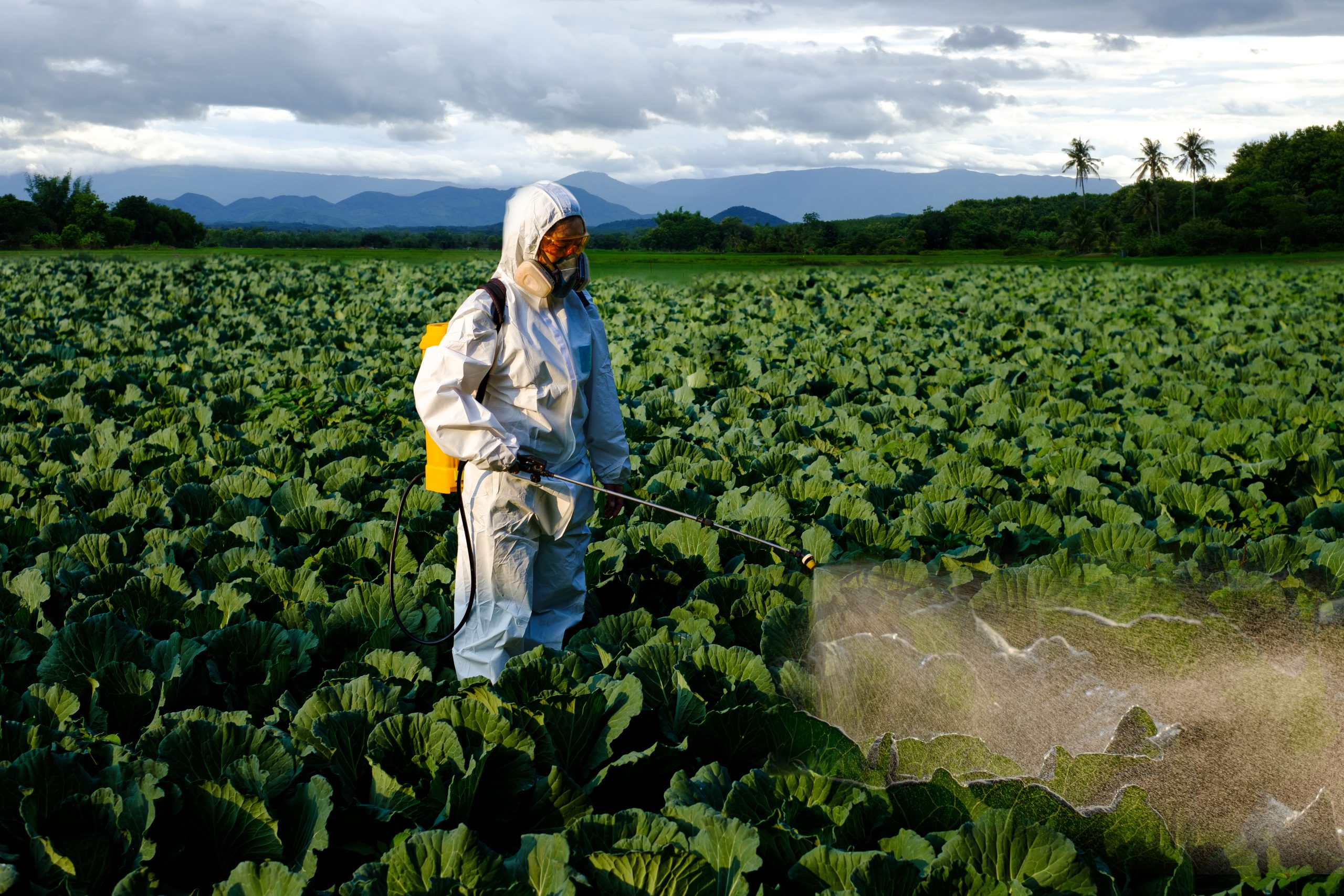 Female gardener in a protective suit and mask spray Insecticide and chemistry on huge cabbage vegetable plant