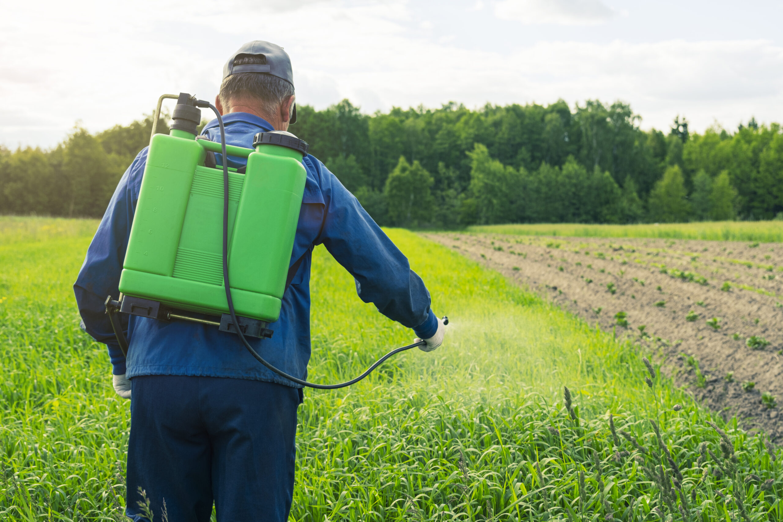 Disinfection of the field from pests.
