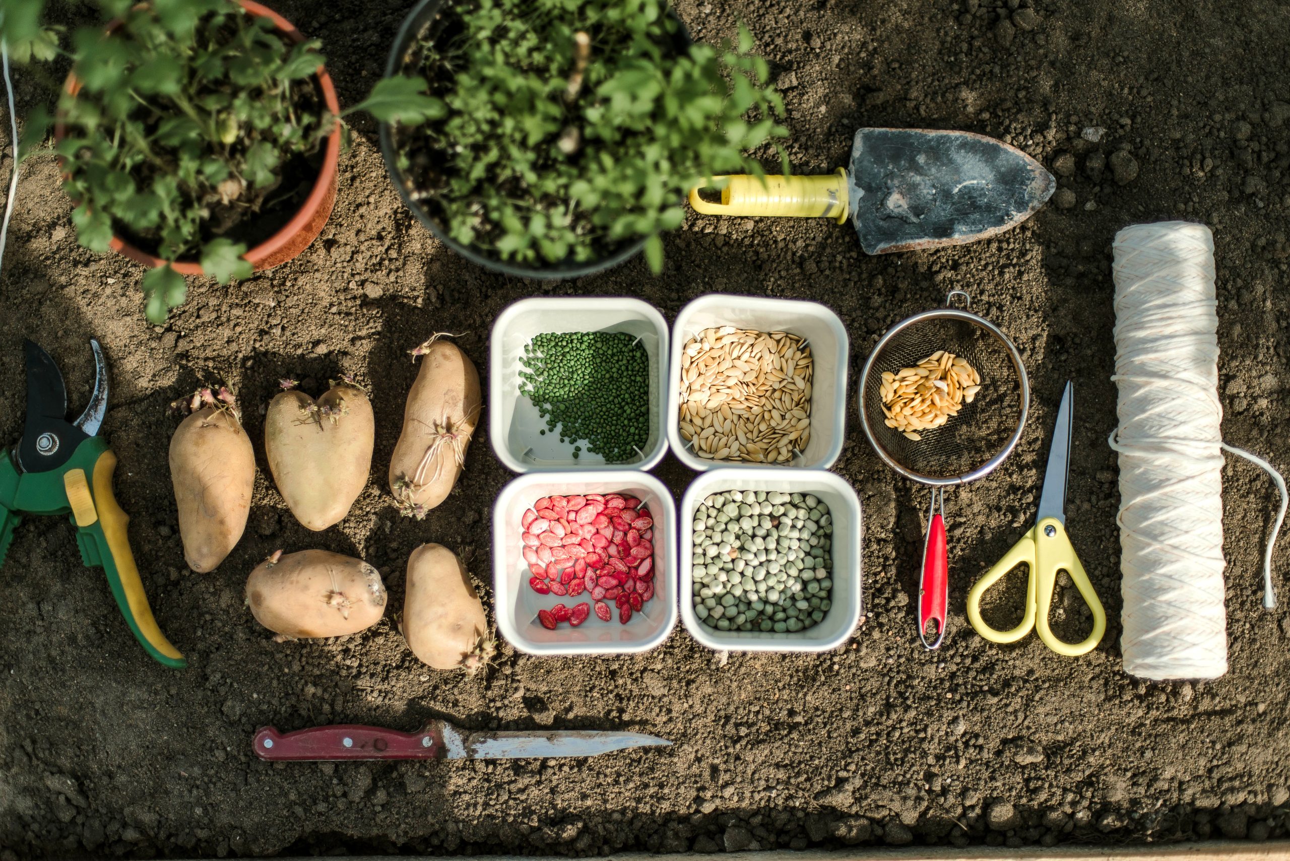 Gardener sowing peas seeds in a vegetable bed. Preparing for new garden season.